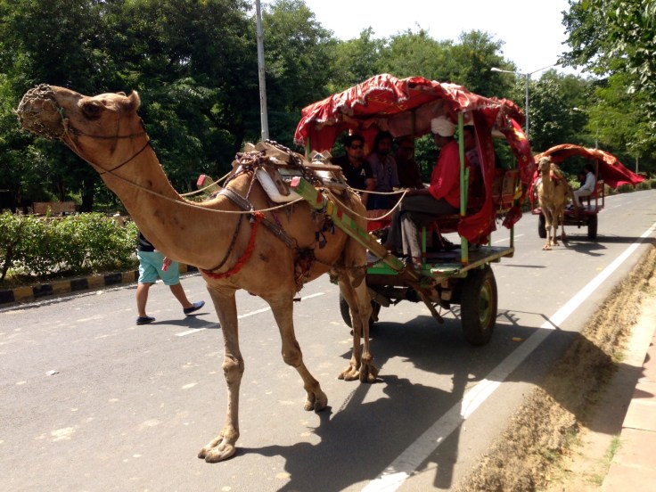ラクダって結構大きいのね